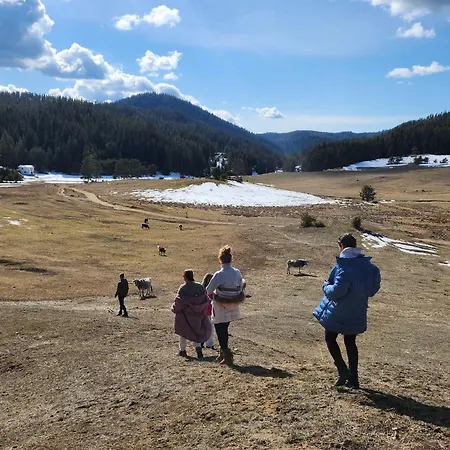 Daisy Forest Lodge Borino