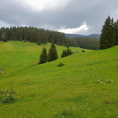 Lodge Daisy Forest Borino