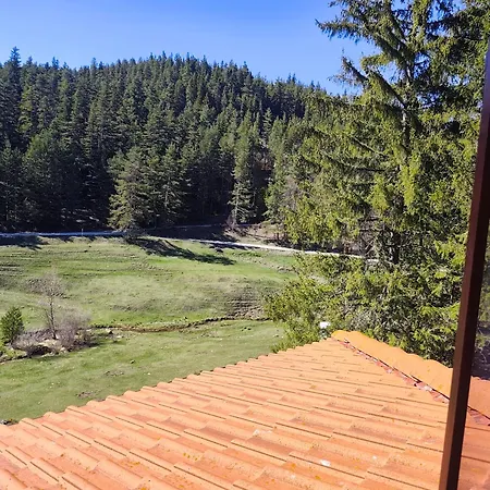 Daisy Forest Lodge