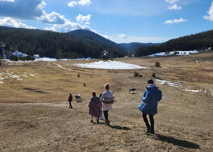 Daisy Forest Lodge Borino