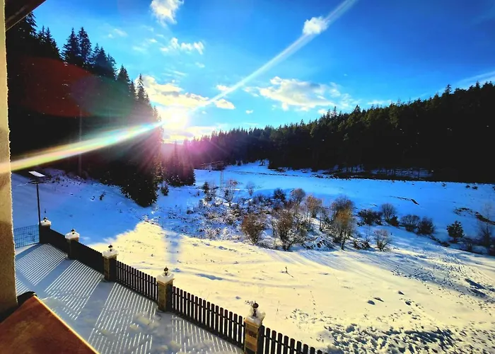 Daisy Forest * Borino