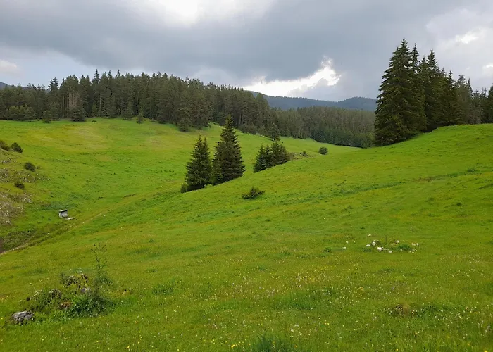 Lodge Daisy Forest Borino